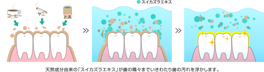 天然成分由来の「スイカズラエキス」が歯の隅々までいきわたり歯の汚れを浮かします。  
