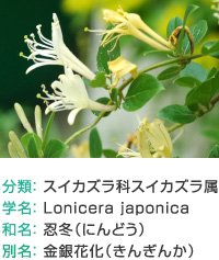 分類： スイカズラ科スイカズラ属 
学名： Lonicera japonica 
和名： 忍冬（にんどう） 
別名： 金銀花化（きんぎんか） 